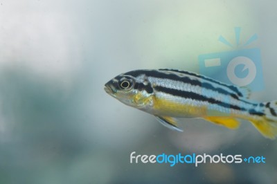 Zebra Fish Stock Photo