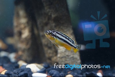 Zebra Fish Stock Photo