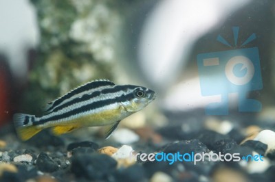 Zebra Fish Swim Like Cheerful Stock Photo