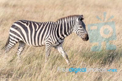 Zebra In Serengeti National Park Stock Photo