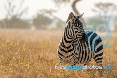 Zebra In Serengeti National Park Stock Photo