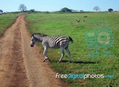 Zebra In South Africa Stock Photo