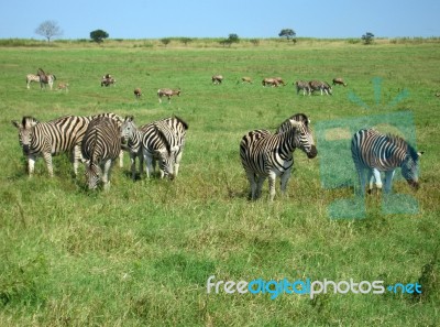 Zebra In South Africa Stock Photo