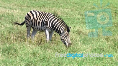 Zebra In South Africa Stock Photo