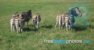 Zebra In South Africa Stock Photo