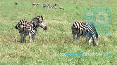 Zebra In South Africa Stock Photo