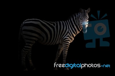 Zebra In The Dark Stock Photo