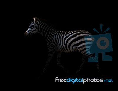 Zebra In The Dark Stock Photo