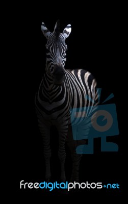 Zebra In The Dark Stock Photo