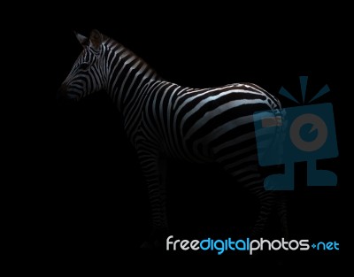 Zebra In The Dark Stock Photo