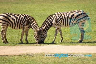 Zebra In The Field Stock Photo