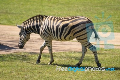 Zebra In The Field Stock Photo