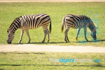 Zebra In The Field Stock Photo