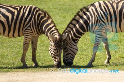 Zebra In The Field Stock Photo