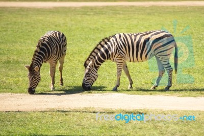 Zebra In The Field Stock Photo