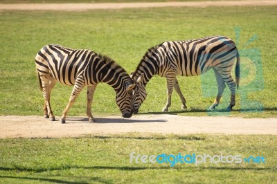 Zebra In The Field Stock Photo