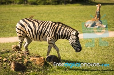 Zebra In The Field Stock Photo