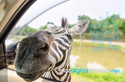 Zebra In The Tourists Car Stock Photo