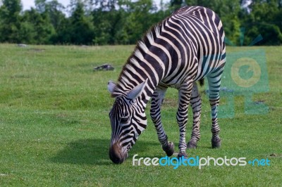 Zebra Is Going Through The Grass Stock Photo