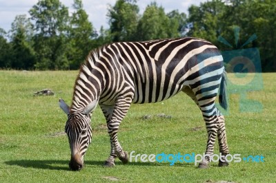 Zebra Is Going Through The Grass Field Stock Photo