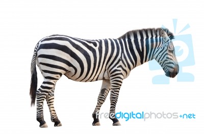 Zebra Isolated Stock Photo