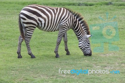 Zebra On Green Grass Field Stock Photo