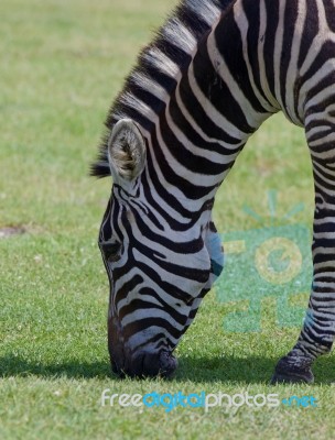 Zebra On The Field Stock Photo