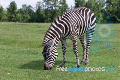 Zebra On The Sunny Day Stock Photo