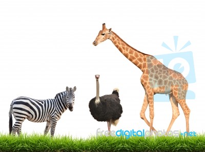 Zebra Ostrich Giraffe With Green Grass Isolated Stock Photo