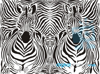 Zebra Pattern Background  Stock Image