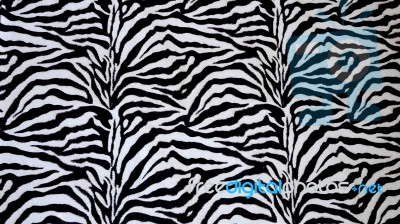 Zebra Texture  Stock Photo