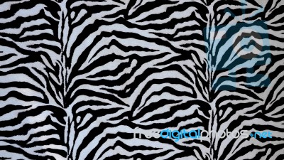 Zebra Texture  Stock Photo