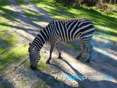 Zebra Up Close And Personal Stock Photo