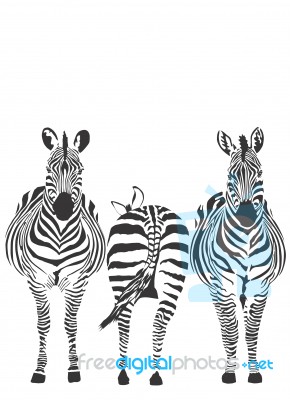 Zebras Stock Image