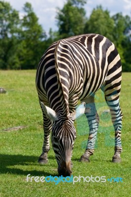 Zebra's Background Stock Photo