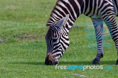 Zebra's Close-up Stock Photo