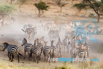 Zebras In Serengeti National Park Stock Photo