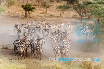 Zebras In Serengeti National Park Stock Photo