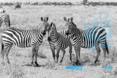 Zebras In Serengeti National Park Stock Photo