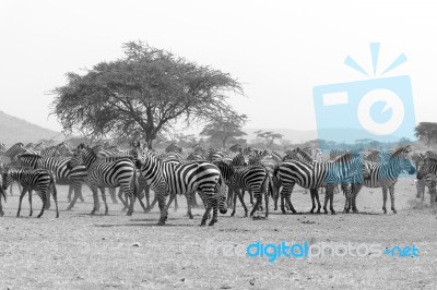 Zebras In Serengeti National Park Stock Photo