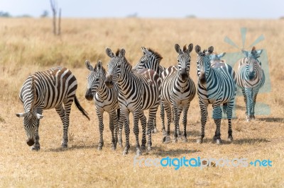 Zebras In Serengeti National Park Stock Photo