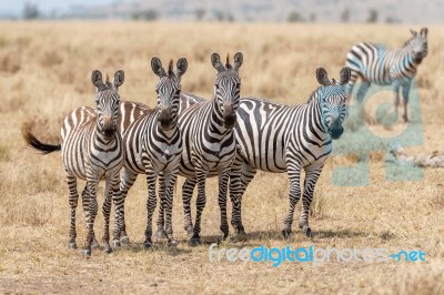 Zebras In Serengeti National Park Stock Photo