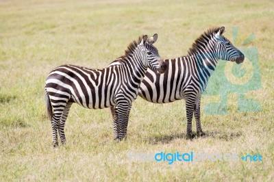 Zebras In Serengeti National Park Stock Photo