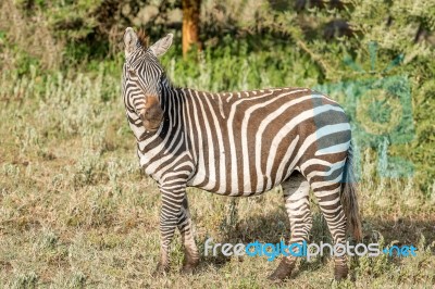 Zebras In Serengeti National Park Stock Photo