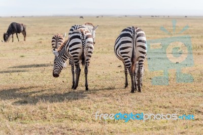 Zebras In Serengeti National Park Stock Photo