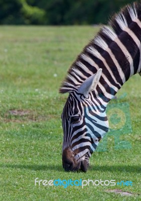 Zebra's Portrait Stock Photo