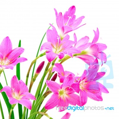 Zephyranthes Lily Stock Photo