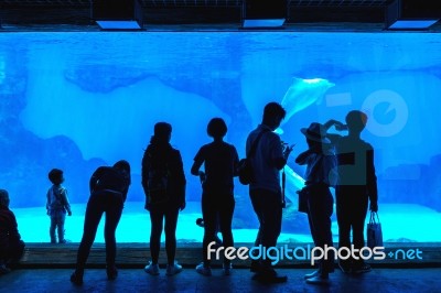 Zhuhai, Guangdong, China- Nov 9, 2017 : Tourist Looking At Fish In Huge Aquarium At The Zhuhai Chimelong Ocean Kingdom Park In Zhuhai, China Stock Photo