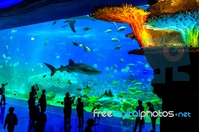 Zhuhai, Guangdong, China- Nov 9, 2017 : Tourist Looking At Fish In Huge Aquarium At The Zhuhai Chimelong Ocean Kingdom Park In Zhuhai, China Stock Photo