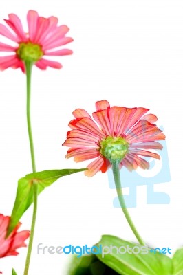 Zinnia Flower Stock Photo